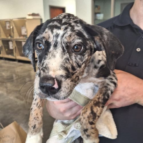 Photo of Adeline, adoptable Australian Cattle Dog/Blue Heeler in Bradenton, Florida