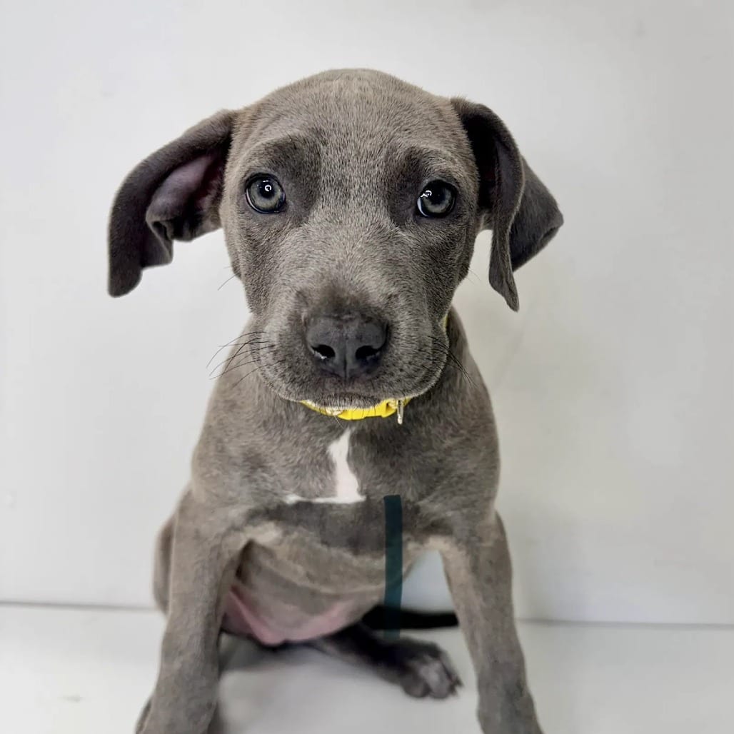 Photo of Jean Gray, adoptable Mixed Breed (Small) in St. Charles, Missouri