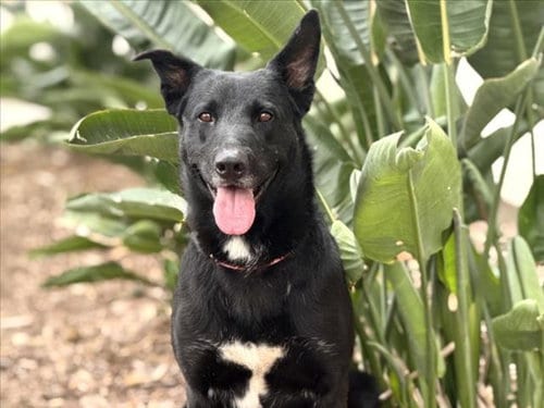 Photo of Pepper, adoptable Labrador Retriever in San Pedro, California