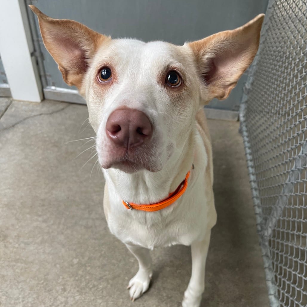Photo of Roxie, adoptable Mixed Breed (Medium) / None in St. Charles, Missouri