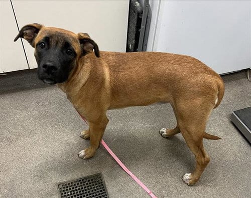 Photo of A128410, adoptable Belgian Shepherd Malinois in HESPERIA, California