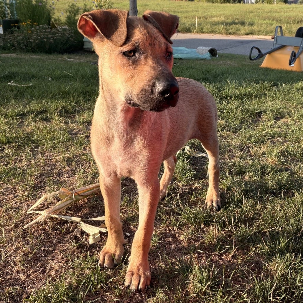 Photo of Jasmine, adoptable Mixed Breed (Medium) in Buffalo, Minnesota