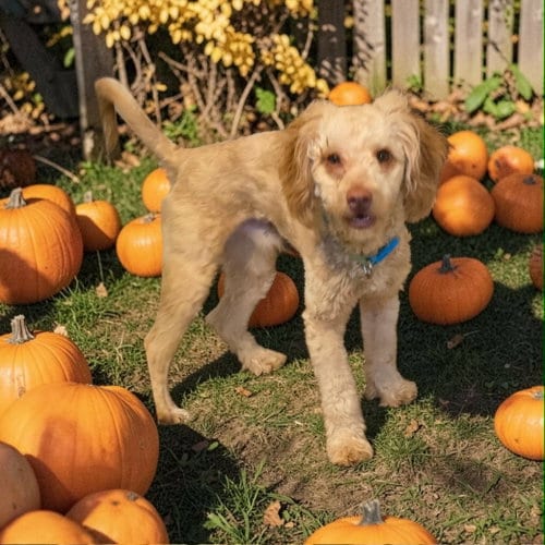 Photo of Marley P, adoptable Poodle (unknown type) in Ashville, Ohio