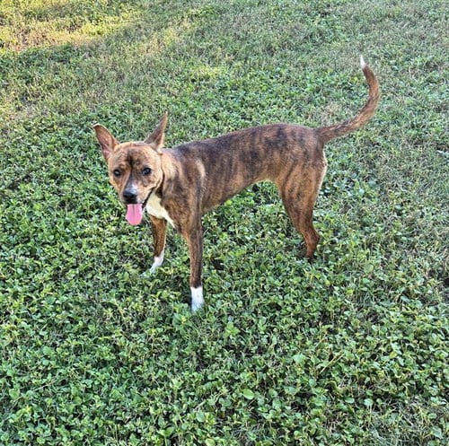 Photo of Mikasa, adoptable Terrier in San Antonio, Texas