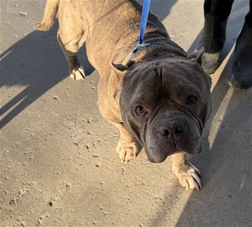 Photo of Harry, adoptable American Staffordshire Terrier in Bakersfield, California