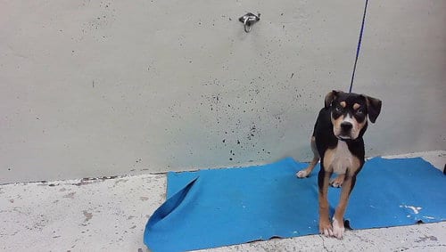 Photo of Carter, adoptable American Staffordshire Terrier in Houston, Texas