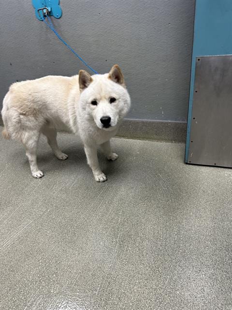 Photo of Spirit Halloween, adoptable Akita in Las Vegas, Nevada