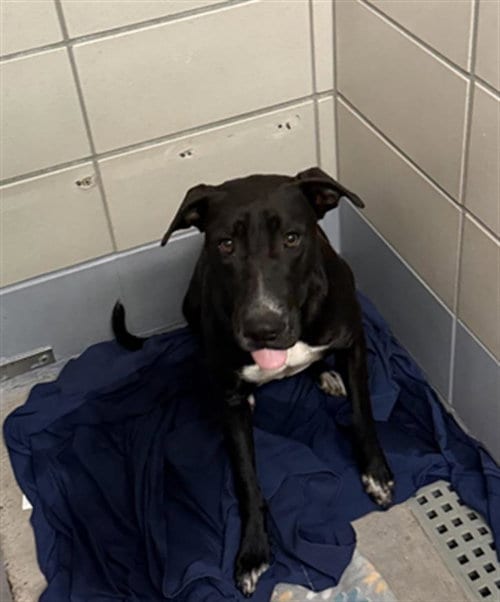 Photo of Hanna, adoptable Staffordshire Bull Terrier in Houston, Texas