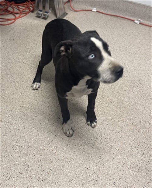 Photo of Dana, adoptable Pit Bull Terrier in Bakersfield, California