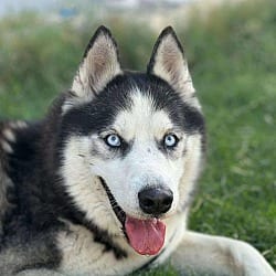 Photo of Zeus, adoptable Siberian Husky in Round Hill, Virginia