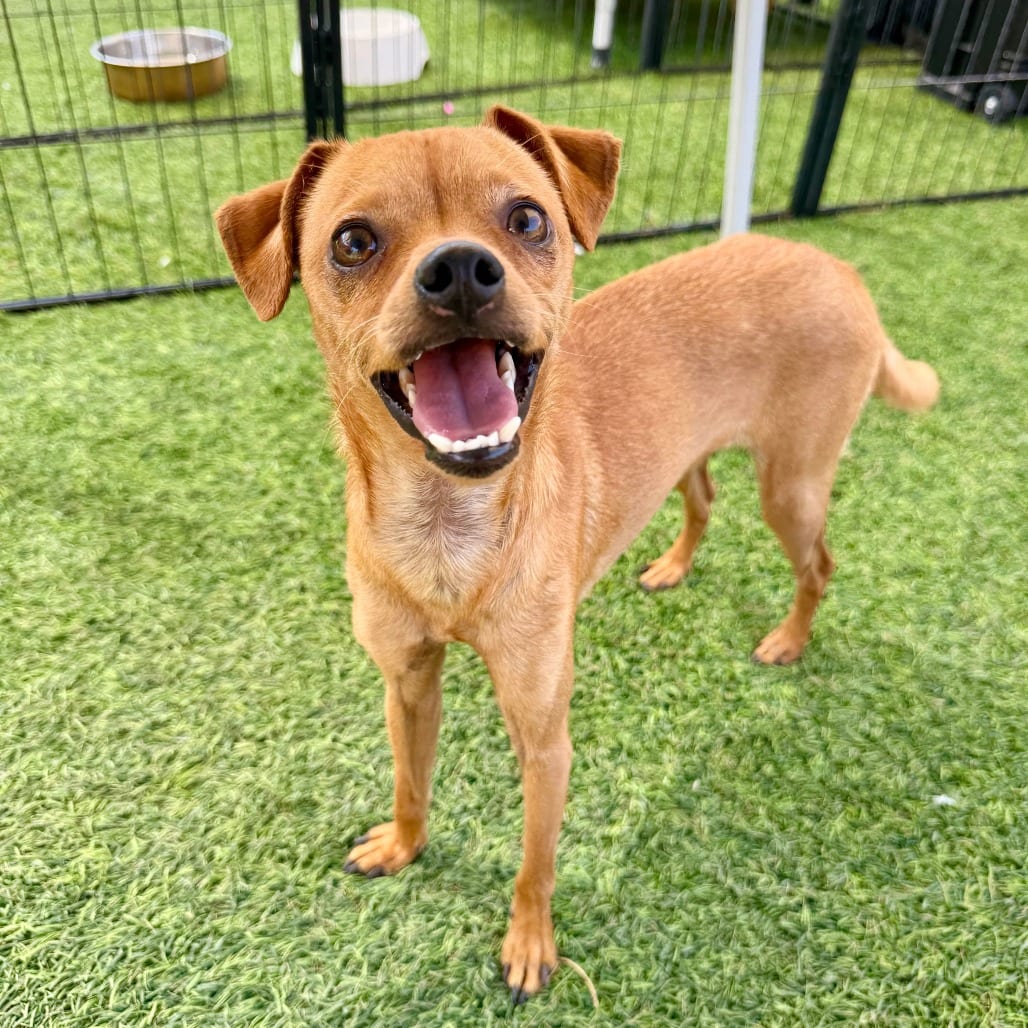 Photo of Rupert, adoptable Chihuahua in Agoura Hills, California