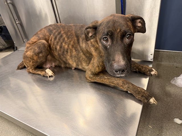 Photo of Chiqi, adoptable Terrier mix in Miami, Florida