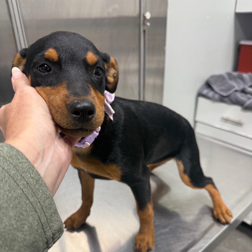 Photo of Kloe, adoptable Terrier, Rat / Terrier, Jack Russell in Normal, Illinois