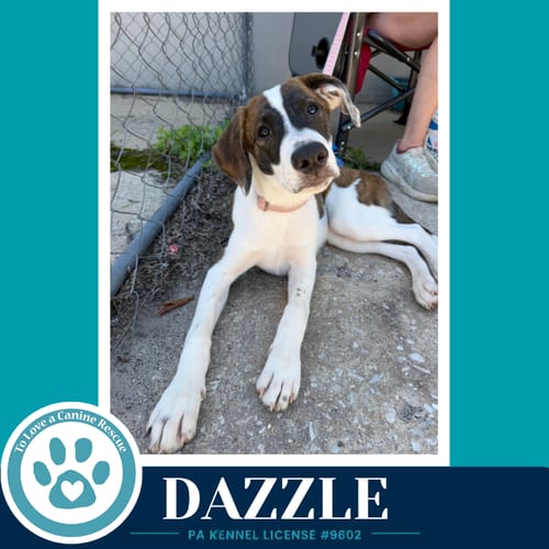 Photo of Dazzle (Boujee Babies) 082226, adoptable Labrador Retriever in Kimberton, Pennsylvania