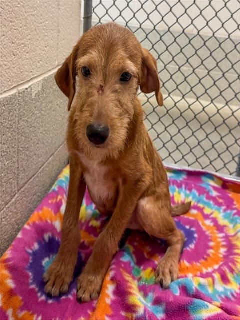Photo of Francis, adoptable Terrier in Statesville, North Carolina