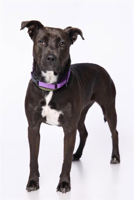 Photo of Ivy, adoptable American Staffordshire Terrier in Miami, Florida