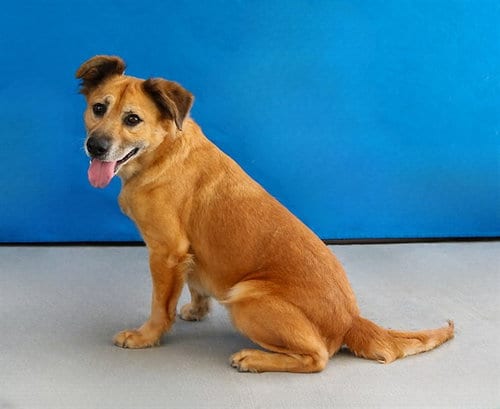 Photo of Amore, adoptable Golden Retriever in Baldwin Park, California