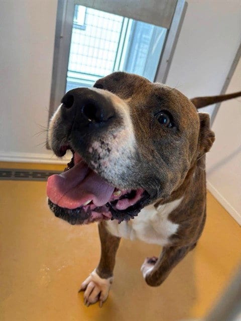 Photo of Hagrid, adoptable Pit Bull Terrier in San Bernardino, California