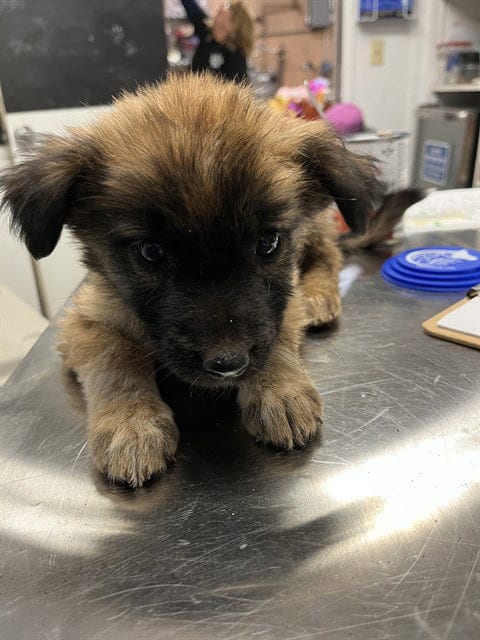 Photo of Puppy 2, adoptable Anatolian Shepherd in San Andreas, California
