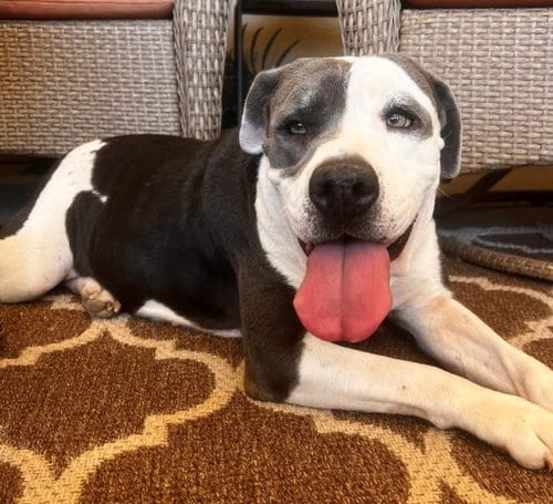 Photo of Almond, adoptable Pit Bull Terrier in Bakersfield, California