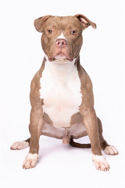 Photo of Bolo, adoptable American Bulldog in Miami, Florida