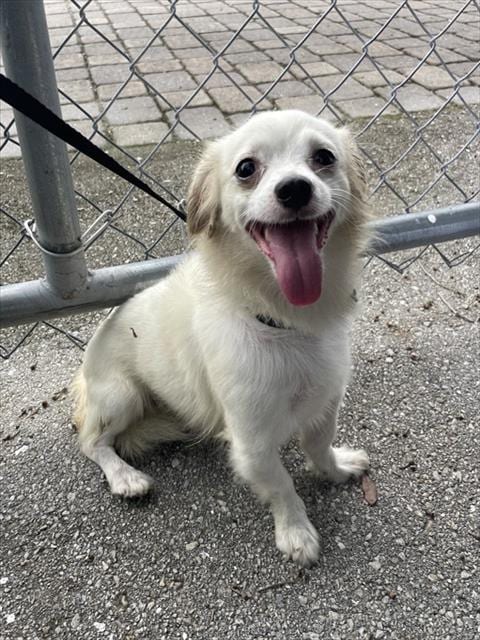 Photo of Brodie, adoptable Chihuahua in Fort Myers, Florida