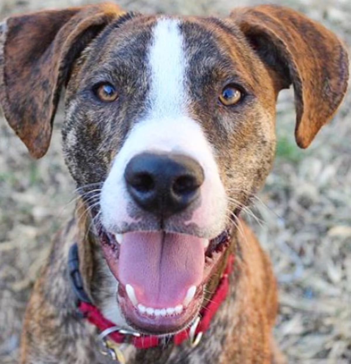 Photo of Wally, adoptable Hound (Unknown Type) in Harrison, New York