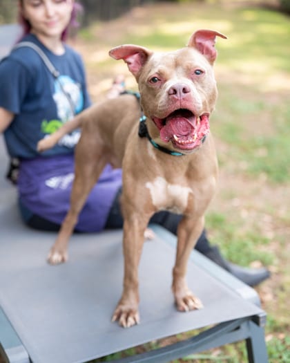 Photo of Penelope, adoptable dog in Chamblee, Georgia