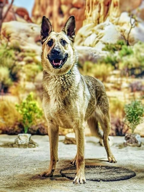 Photo of Luna, adoptable German Shepherd Dog in Thousand Palms, California