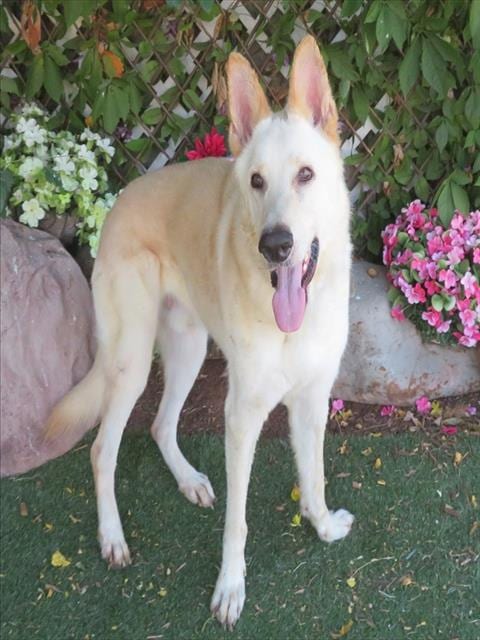 Photo of Snow, adoptable German Shepherd Dog in Oklahoma City, Oklahoma