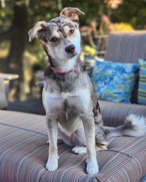 Photo of Mila, adoptable Catahoula Leopard Dog in Corona, California
