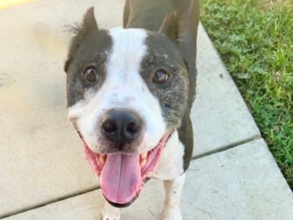 Photo of Polo, adoptable dog in Georgetown, Texas
