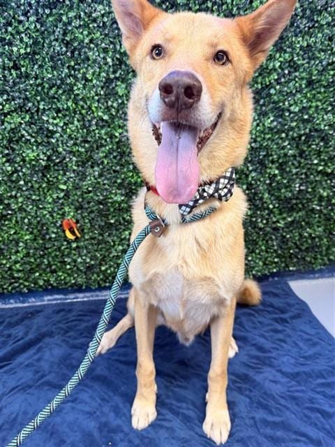 Photo of Ace, adoptable German Shepherd Dog in Corpus Christi, Texas