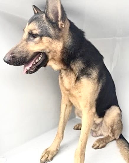 Photo of Senior German Shepherd Dog mix, adoptable German Shepherd Dog mix in Houston, Texas