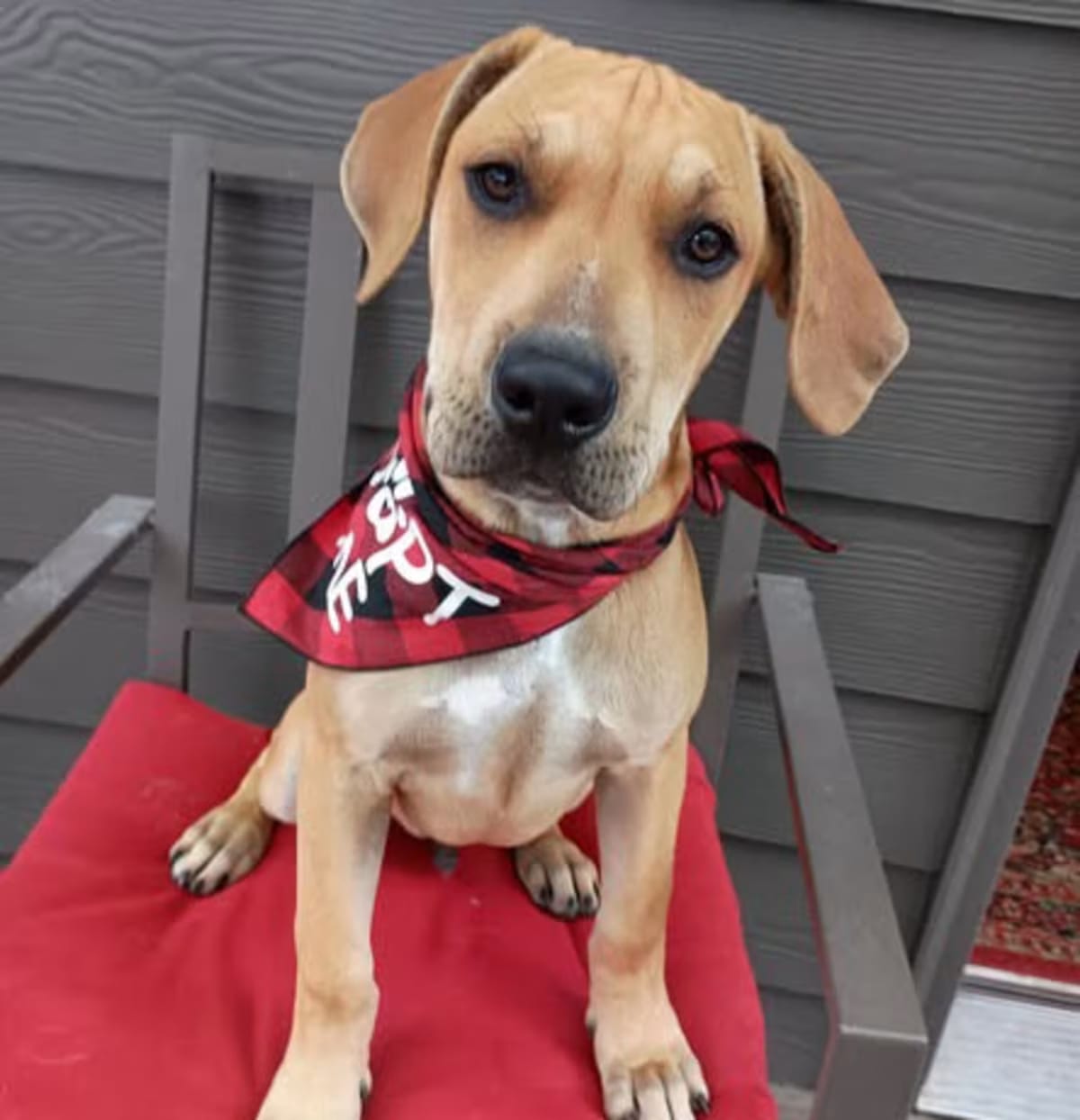 Photo of Sheeran, adoptable Labrador Retriever Mixed Breed (Medium) in Salem, Oregon