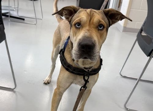 Photo of Summer, adoptable Catahoula Leopard Dog in Ocala, Florida