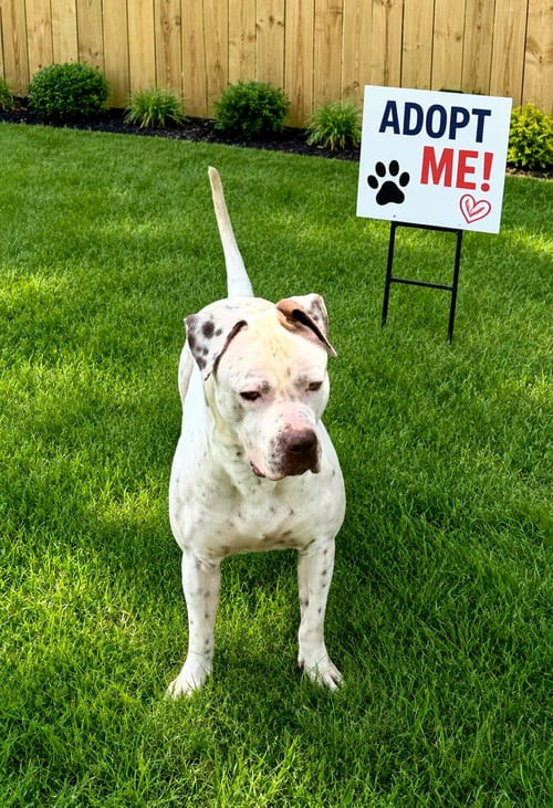 Photo of Bowser, adoptable American Pit Bull Terrier in Euless, Texas