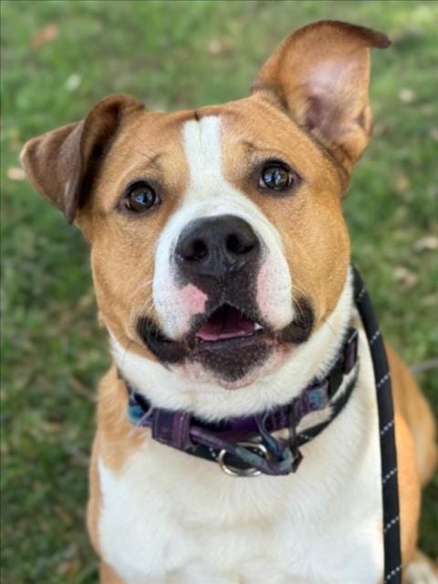 Photo of Prince, adoptable Pit Bull Terrier in Woodland, California