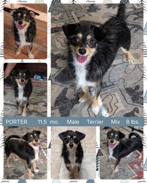 Photo of Porter, adoptable Terrier in Mesa, Arizona