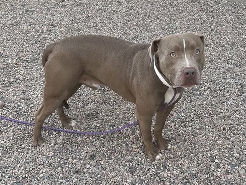 Photo of Russo, adoptable American Pit Bull Terrier in Mesa, Arizona