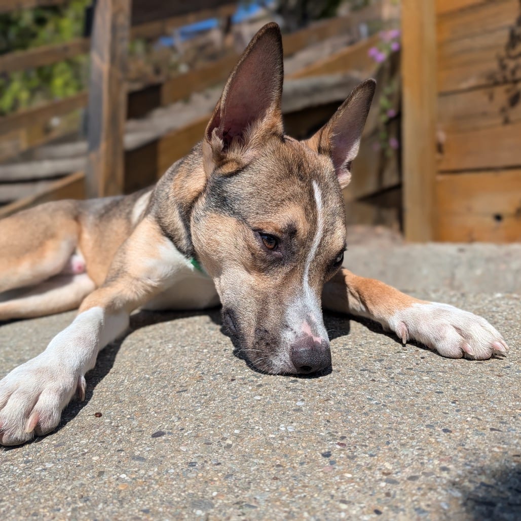 Photo of Roman, adoptable Mixed Breed (Medium) in San Francisco, California