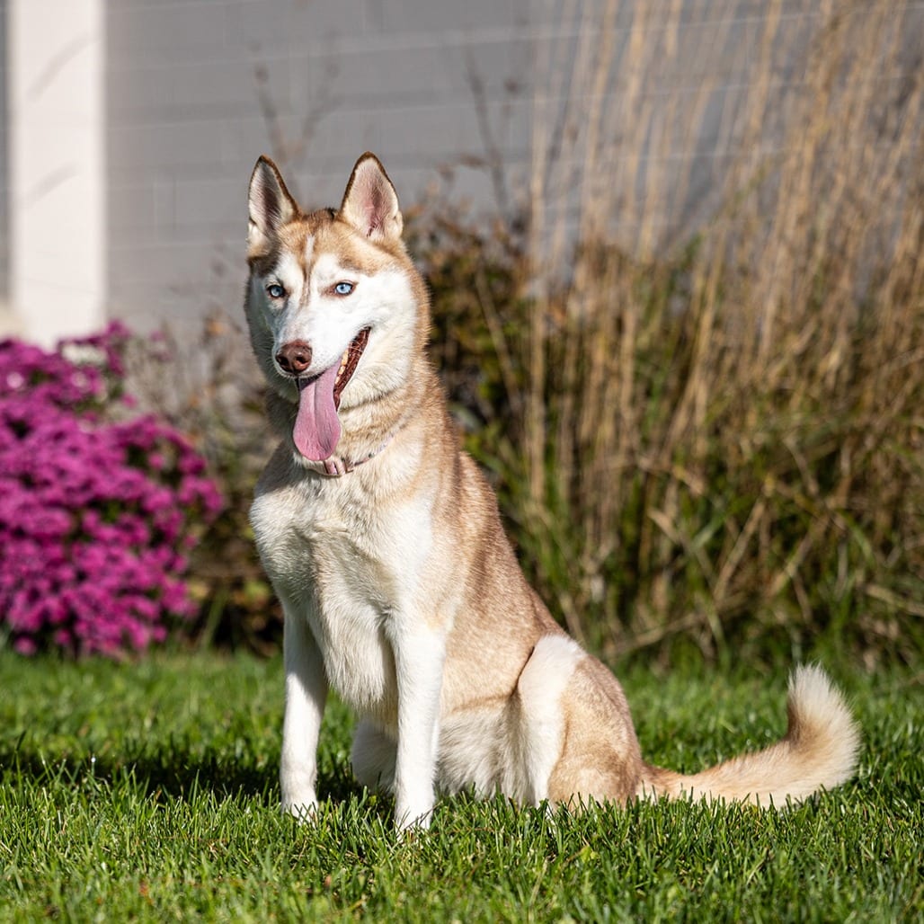 Photo of Molly, adoptable Husky, Siberian in Council Bluffs, Iowa