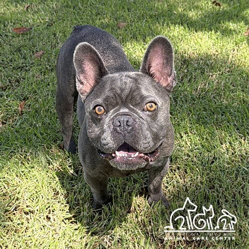 Photo of Oscar, adoptable French Bulldog in Irvine, California