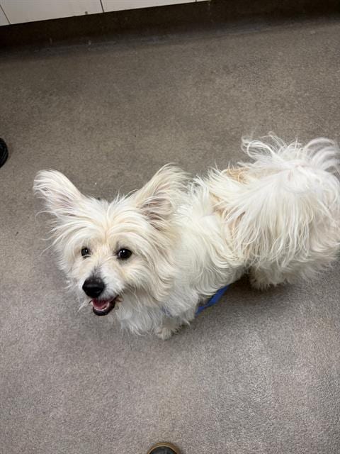 Photo of Tinsel, adoptable Cairn Terrier in HESPERIA, California