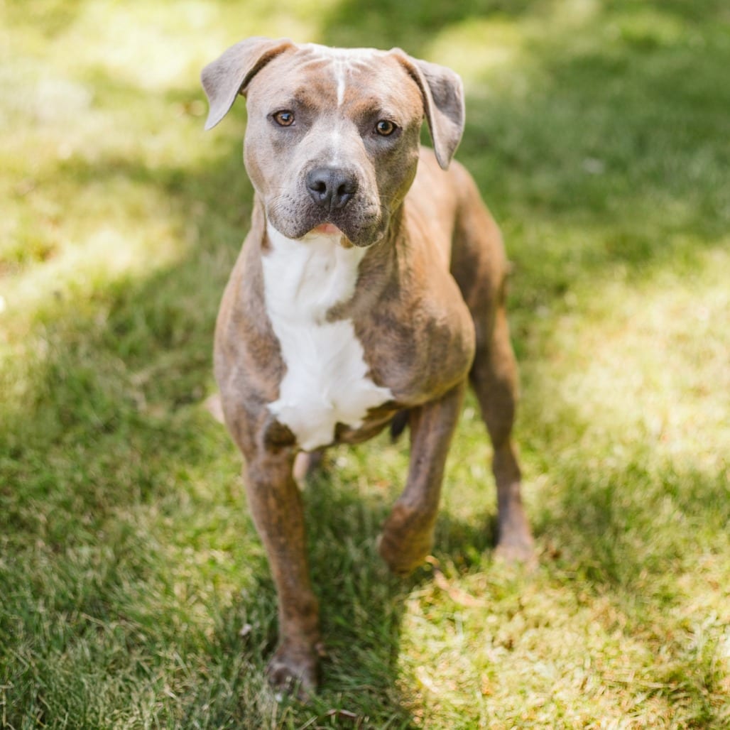 Photo of Grant-Foster, adoptable Mixed Breed (Medium) in Grand Rapids, Michigan