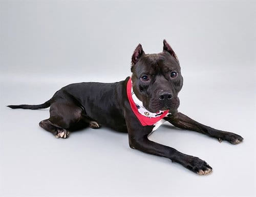 Photo of Angus, adoptable American Staffordshire Terrier in Ft Lauderdale, Florida