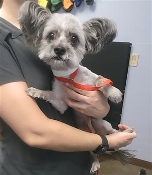 Photo of Ratatouille, adoptable Poodle (Toy) in Phoenix, Arizona
