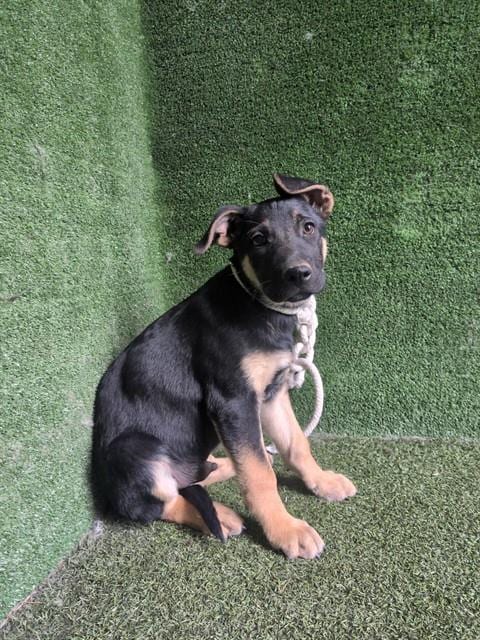 Photo of A5799430, adoptable German Shepherd Dog in Lancaster, California