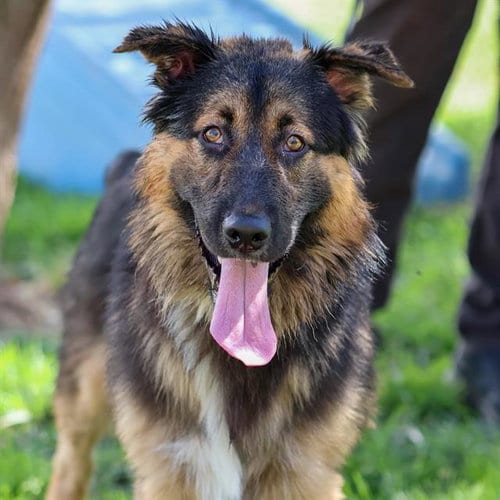 Photo of Grizzly, adoptable German Shepherd Dog in Modesto, California