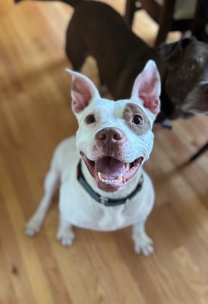 Photo of Queen, adoptable dog in Chamblee, Georgia